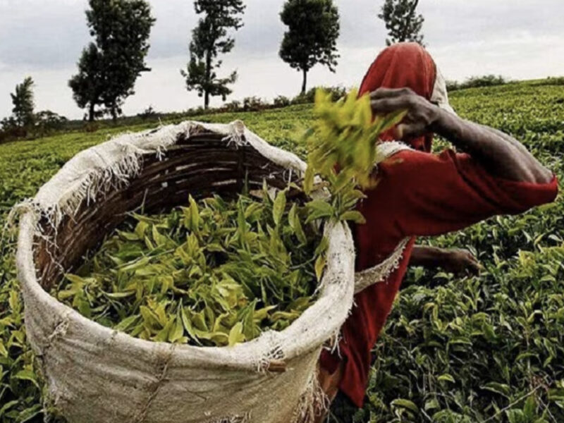 Tea Stocks Are Going Up Know Industry Insights Here